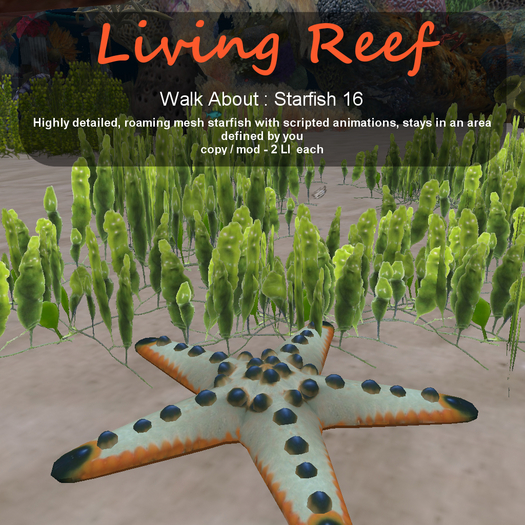 Inochi Reef - WA - Starfish 16
