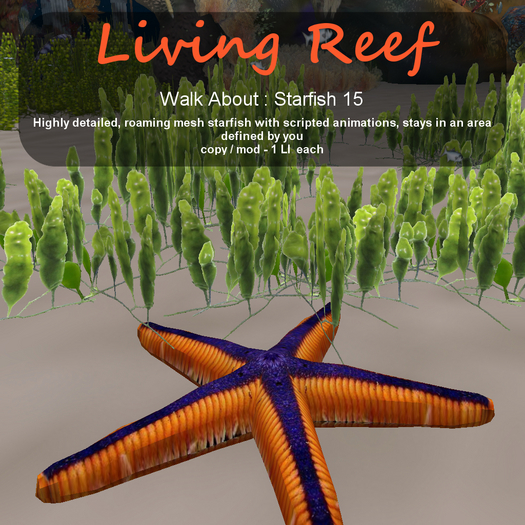 Inochi Reef - WA - Starfish 15
