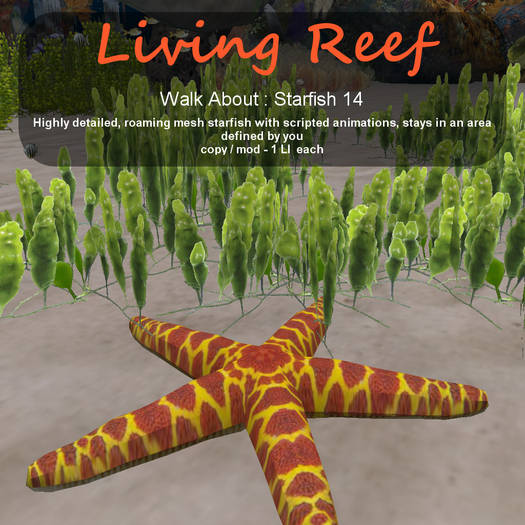 Inochi Reef - WA - Starfish 14