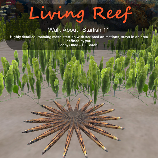 Inochi Reef - WA - Starfish 11
