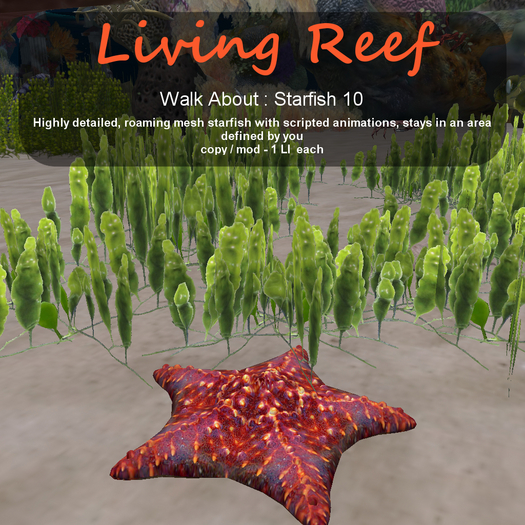Inochi Reef - WA - Starfish 10