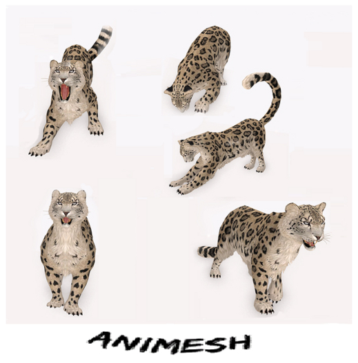 Wild Cat Animesh - 22 Li