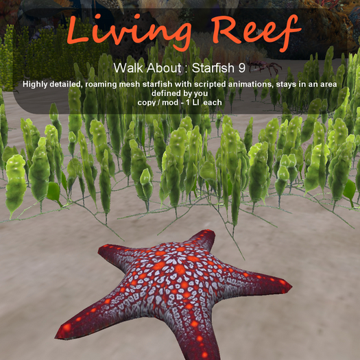 Inochi Reef - WA - Starfish 9