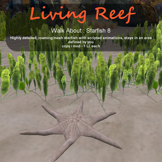 Inochi Reef - WA - Starfish 8