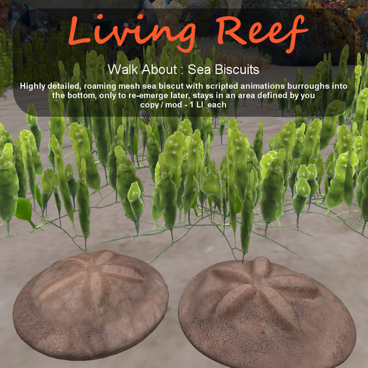 Inochi Reef - WA - Sea Biscuit