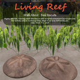 Inochi Reef - WA - Sea Biscuit