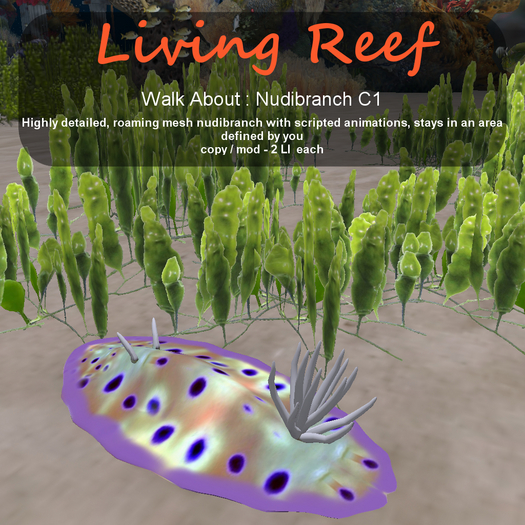 Inochi Reef - WA - Nudibranch C1