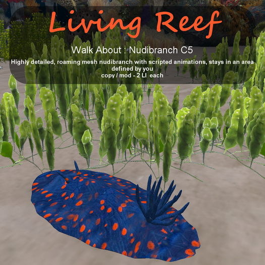 Inochi Reef - WA - Nudibranch C5