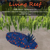 Inochi Reef - WA - Nudibranch C5