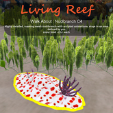 Inochi Reef - WA - Nudibranch C4