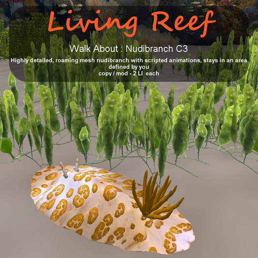 Inochi Reef - WA - Nudibranch C3