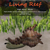 Inochi Reef - WA - Murex
