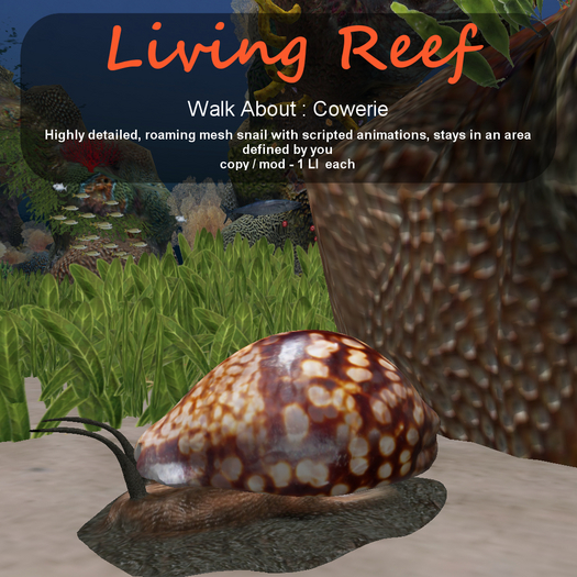 Inochi Reef - WA - Cowerie