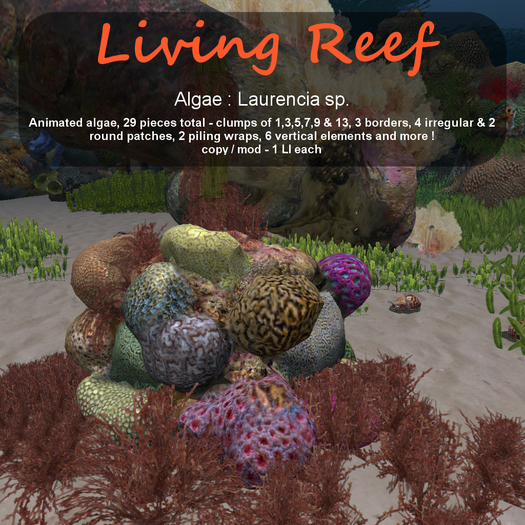 Inochi Reef : Algae "Laurencia Sp."