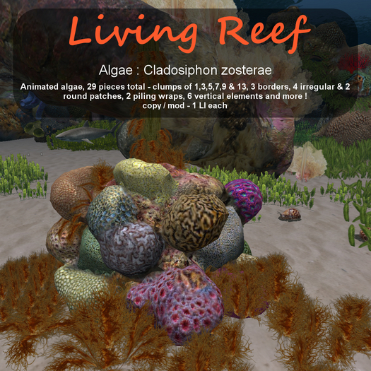 Inochi Reef : Algae "Cladosiphon Zosterae"