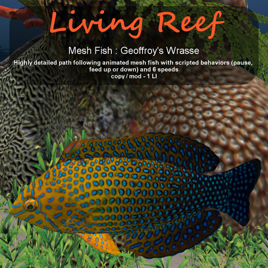 Inochi Reef : Mesh Fish - Geoffroy's Wrasse