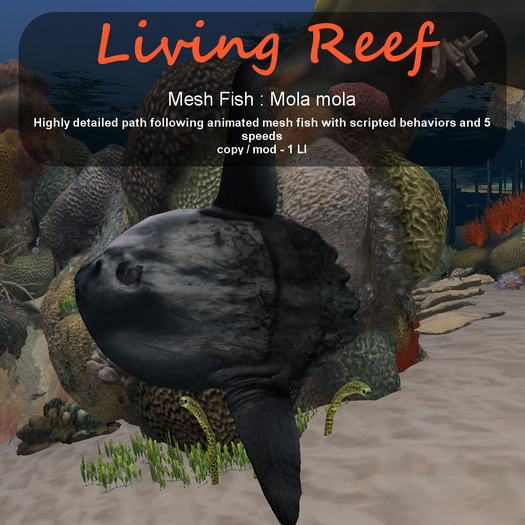 Inochi Reef : Mesh Fish - Mola mola