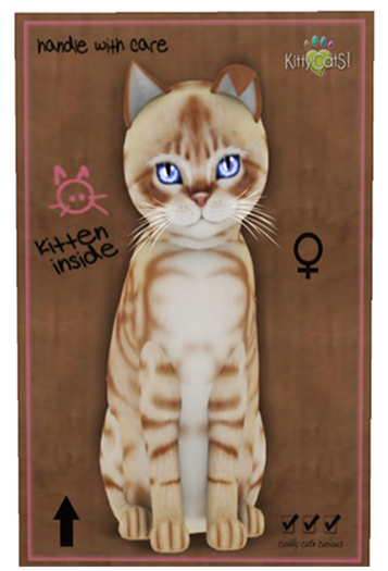 KittyCatS Box - Australian (female) - New Born Kitten