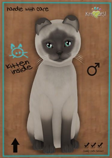 KittyCatS Box - Siamese - Blue - Boy - New Born Kitten