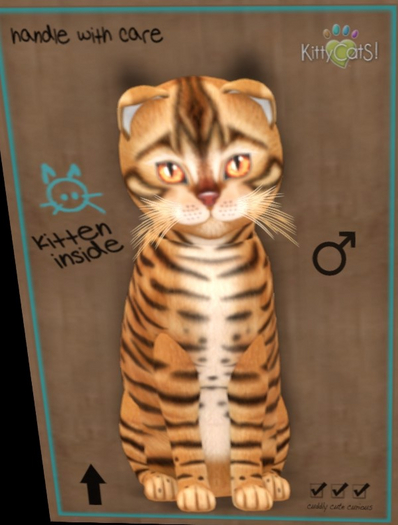 KittyCatS Box - Toyger Caramel Male