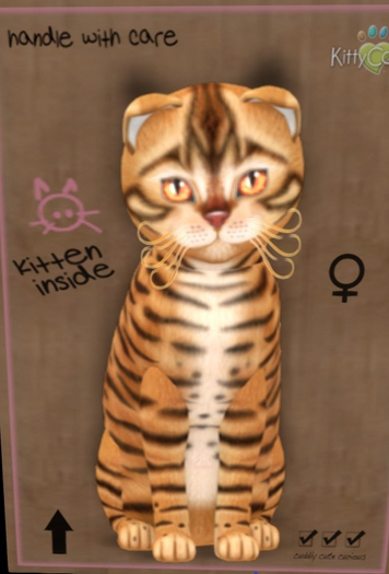 KittyCatS Box - Toyger Caramel Female