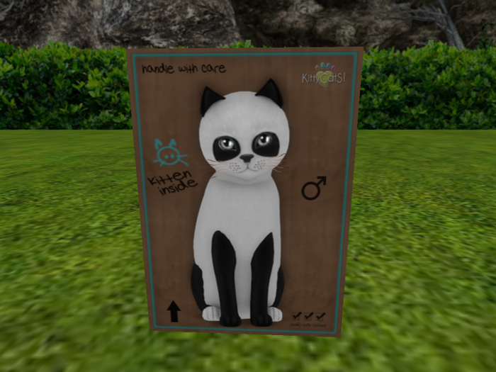 KittyCatS Box - New Born Kitten