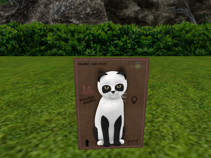 KittyCatS Box - New Born Kitten