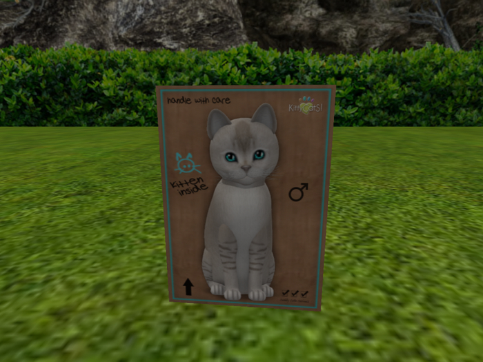 KittyCatS Box - New Born Kitten