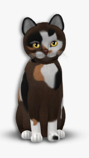 KittyCatS Box - TEACUP Genesis - Patch II Female ccb9