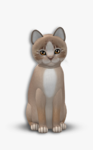 KittyCatS Box - TEACUP Genesis - Mocha II Female 30f3