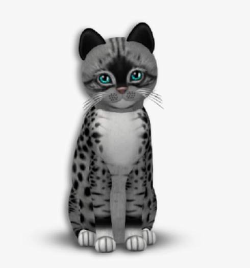 KittyCatS Box - TEACUP Genesis - Bandit II Female eba4
