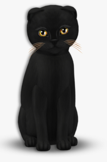 KittyCatS Box - Russian Black Female 704a