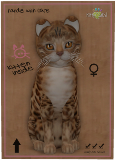 KittyCatS Box - Bengal - Sorell