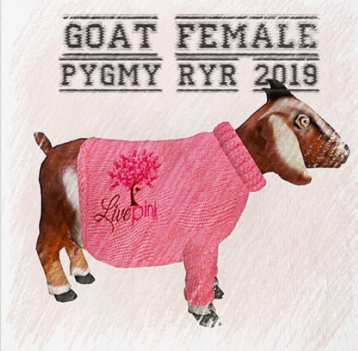 DFS Goat Pygmy RYR 2019 - Female