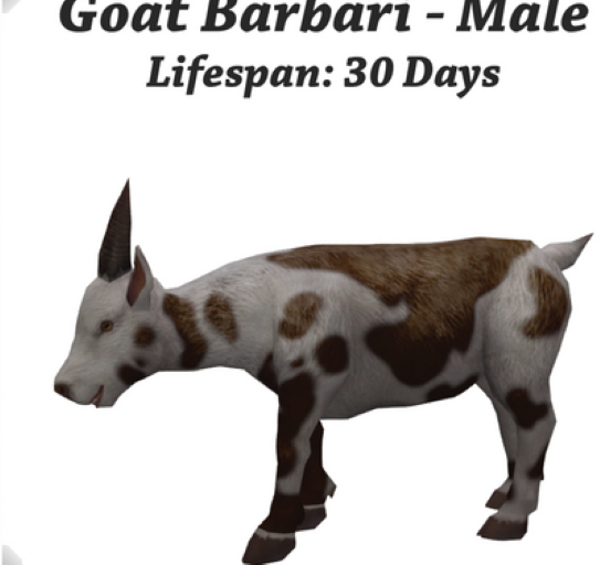 DFS Goat Barbari - Male