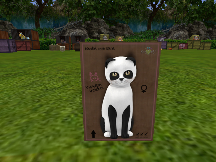 KittyCatS Box - New Born Kitten