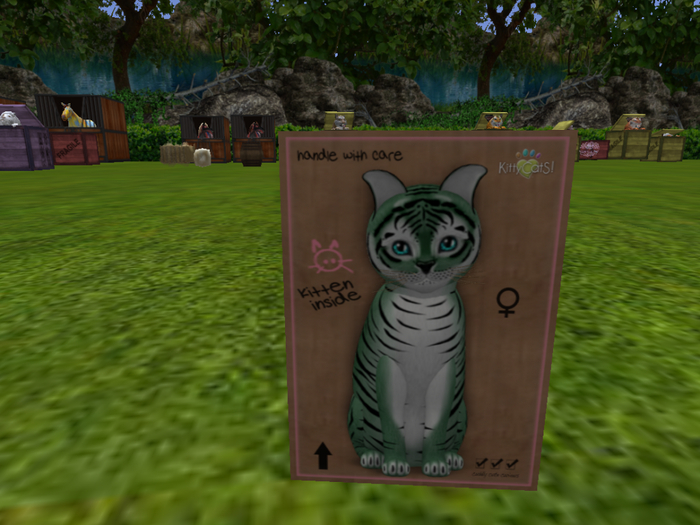 KittyCatS Box - New Born Kitten