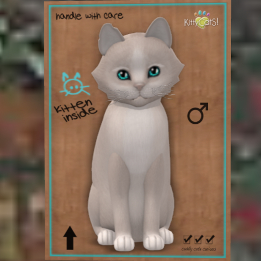 KittyCatS Box 11