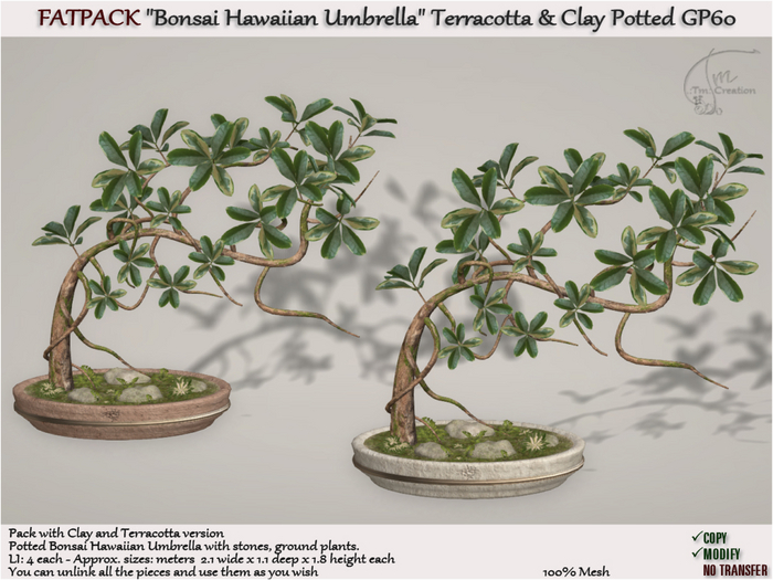 Bonsai Potted Hawaiian Clay & Terracotta Fatpack GP60