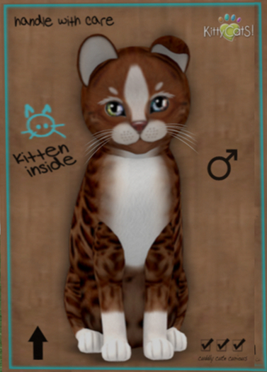 KittyCatS Box - Genesis - Ginger II - Male - Dreamy