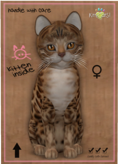 KittyCatS Box - Bengal - Sorell