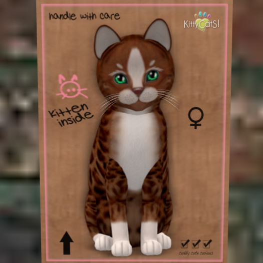 KittyCatS Box 54