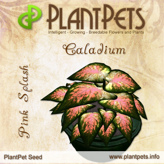 PlantPet Seed [Caladium *Pink Splash*]