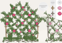 Dahlia - Tempest Trellis - Criss Cross Lattice - Spring