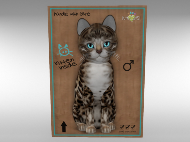 ♂ KittyCatS Box - New Born Kitten