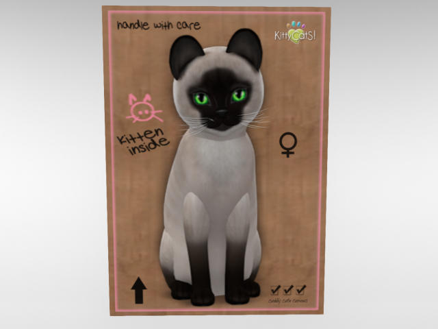 ♀ KittyCatS Box - New Born Kitten