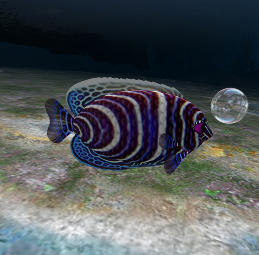 (7S) Common Fish: Blue Juv Emperor