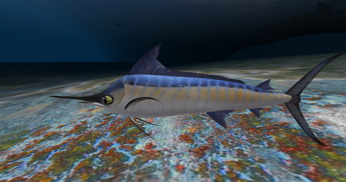(7S) Common Fish: Blue Marlin
