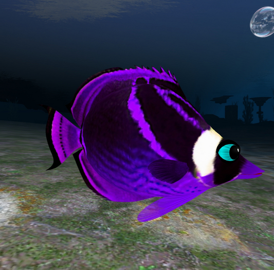 (7S) Common Fish: Purple Raccoon Fish