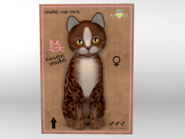 ♀ KittyCatS Box - New Born Kitten